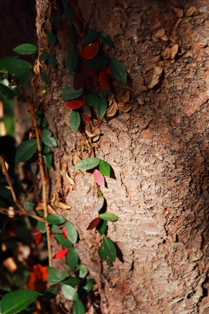 花散歩間借りの紅葉
