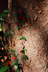 花散歩間借りの紅葉
