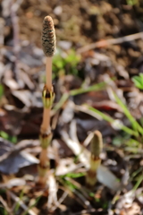 花散歩つくし3