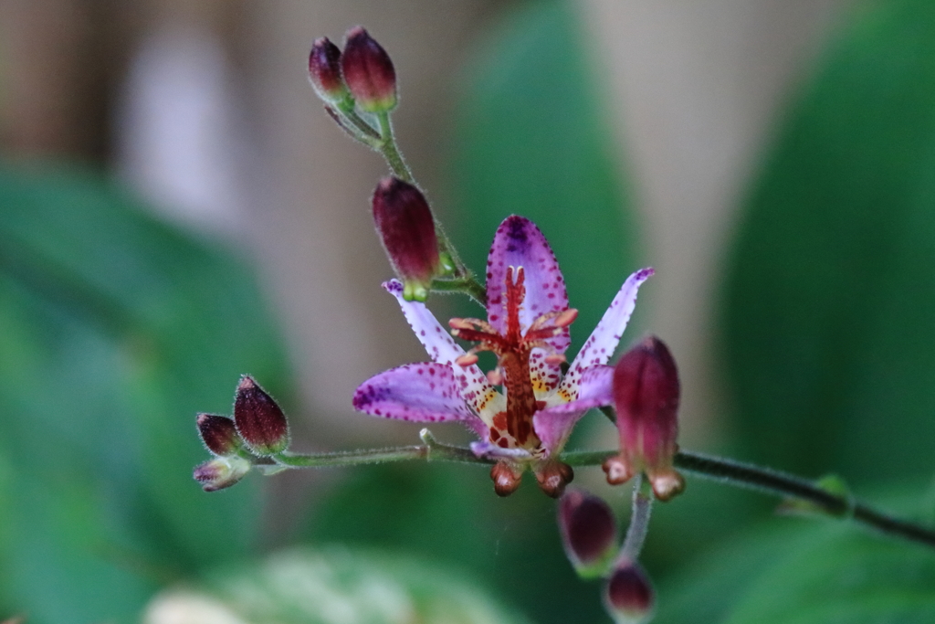 花散歩タイワンホトトギス４