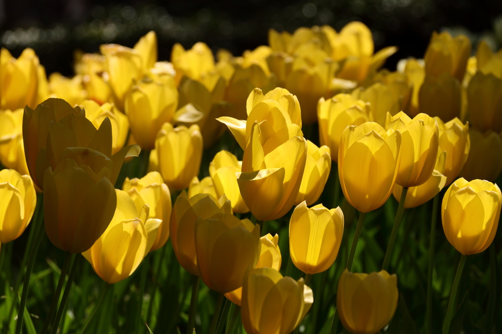 チューリップ点描２