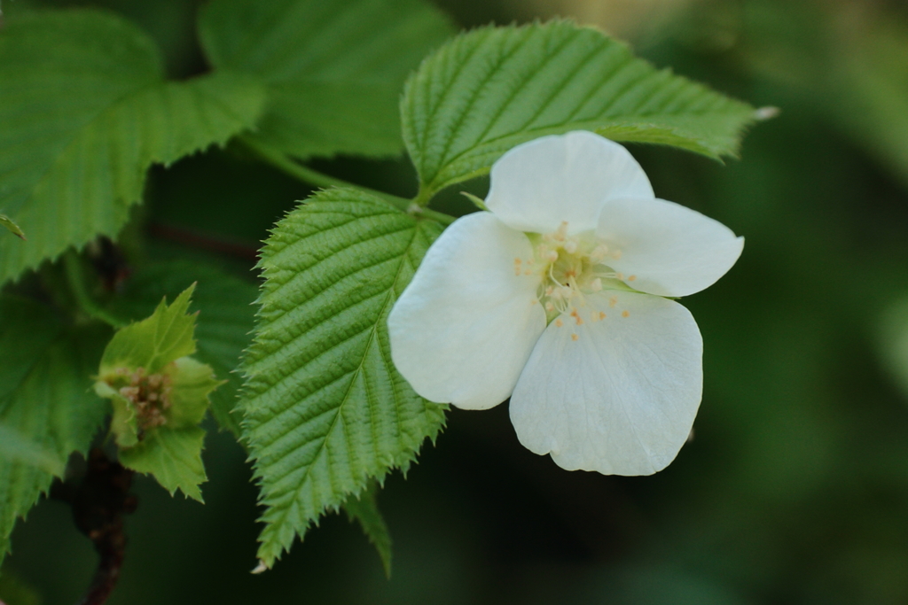 鎌倉花散歩４シロヤマブキ