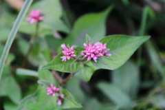 散歩道に咲くミゾソバ