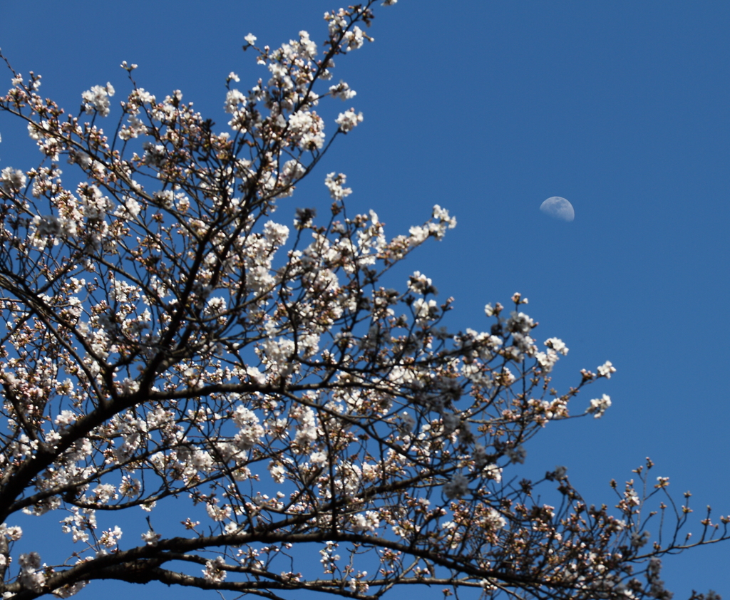 桜花昼月