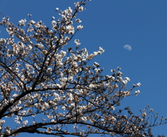 桜花昼月