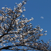 桜花昼月
