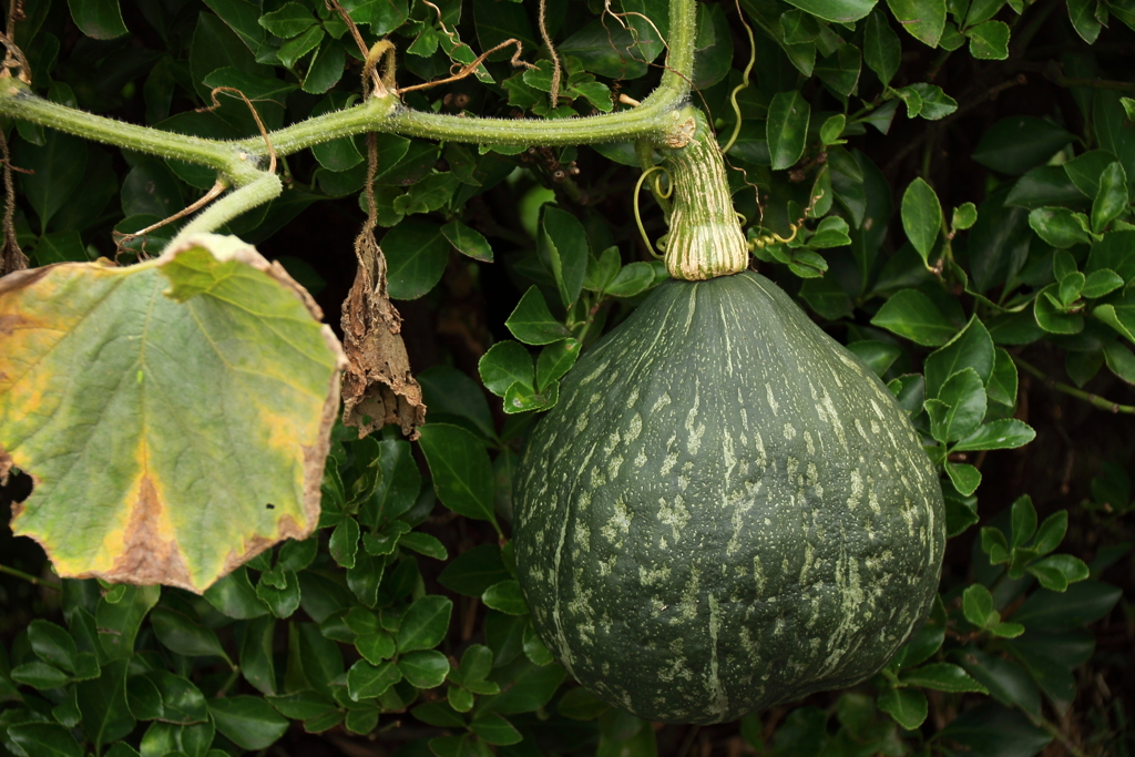 路傍のカボチャ