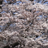 一気に満開１