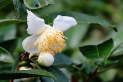 花散歩お茶の花１