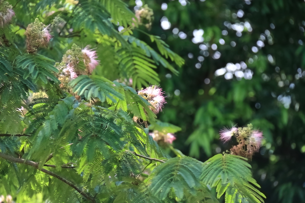 花散歩合歓木１