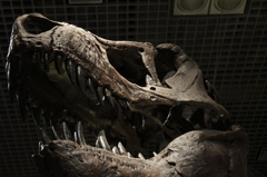 国立科学博物館の恐竜達４