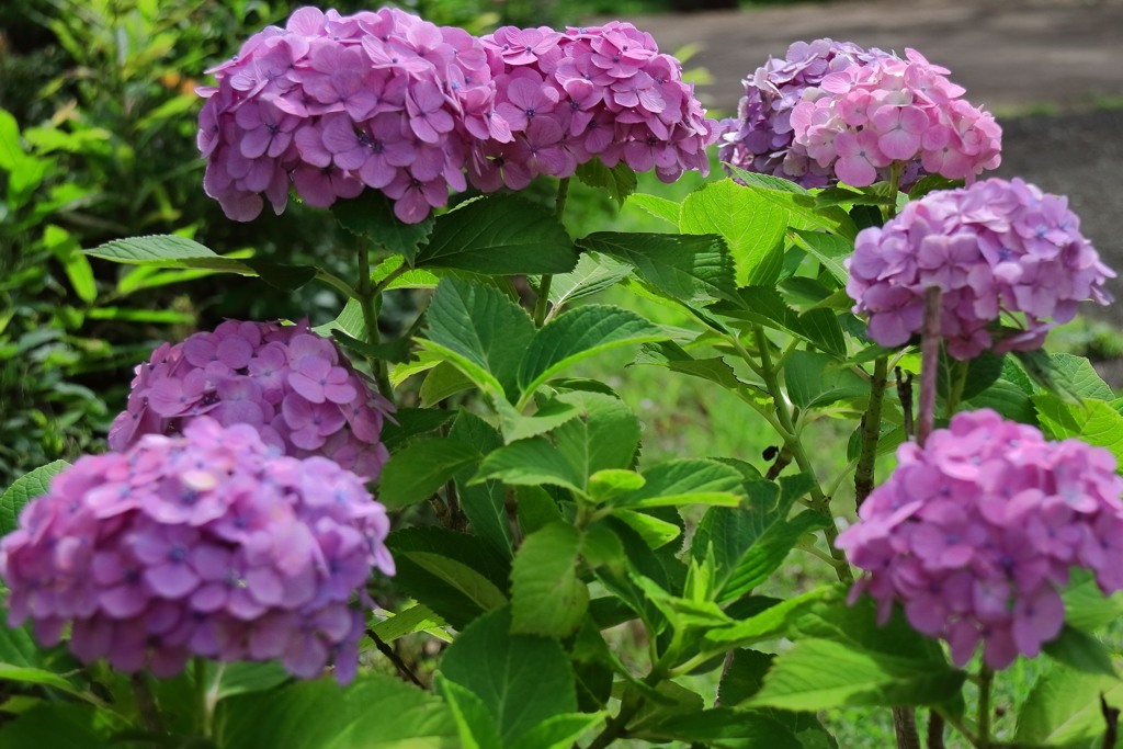梅雨空あじさい１