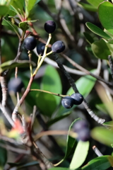 花散歩シャリンバイの実