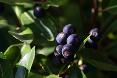 花散歩シャリンバイ２