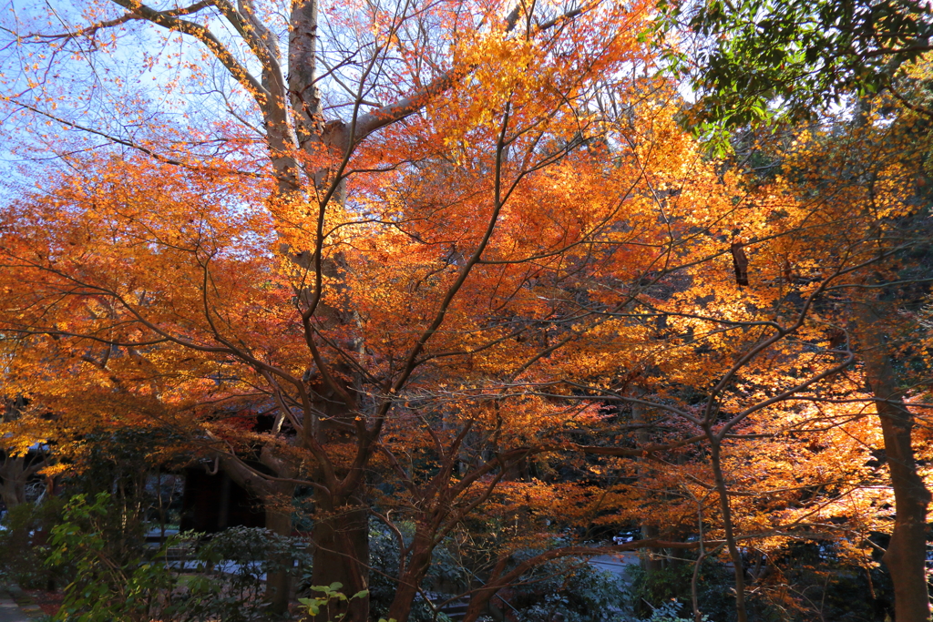 紅褪せて