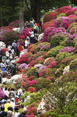 つつじ祭り１