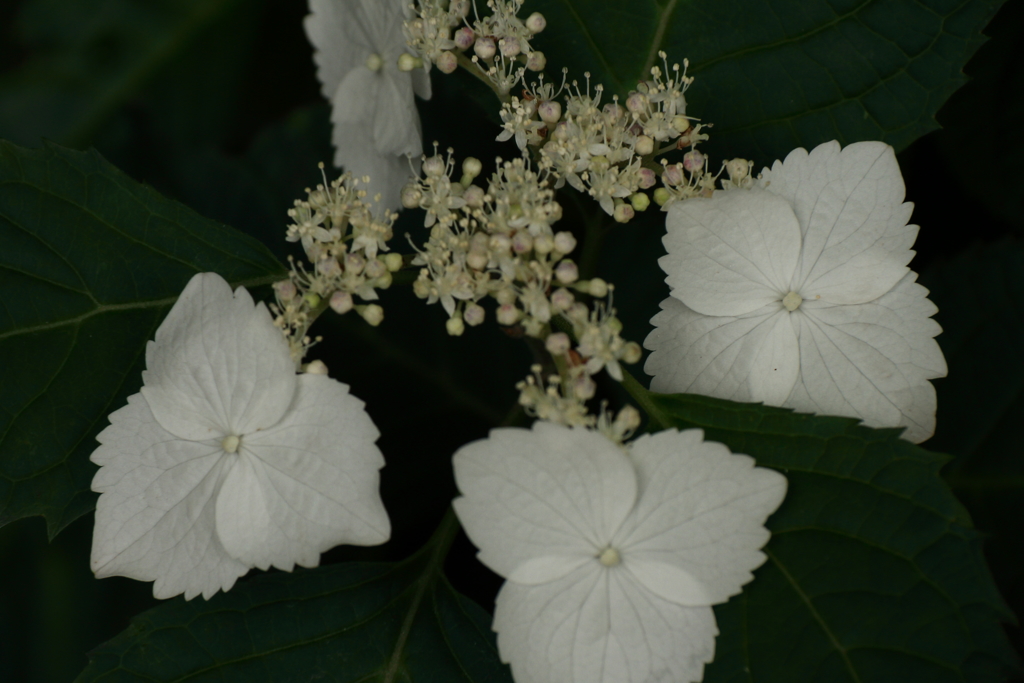 里山に咲く紫陽花４