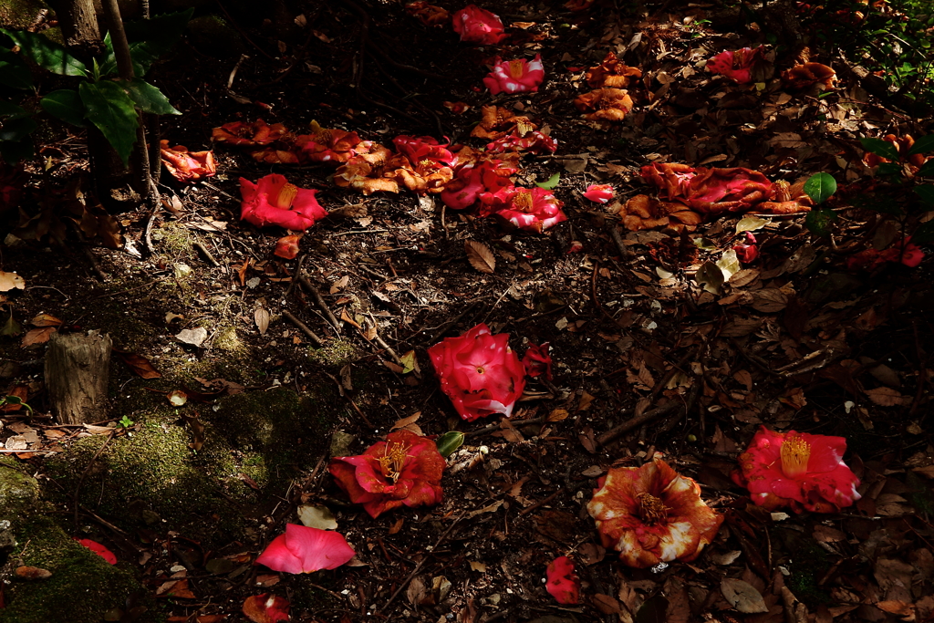 散りてなお美４