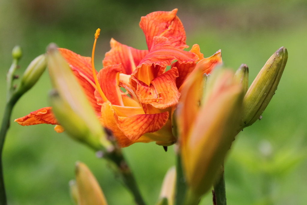 夏の陽が欲しい１