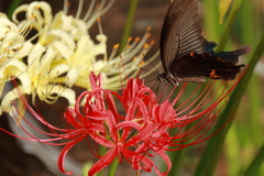 彼岸花とアゲハ２