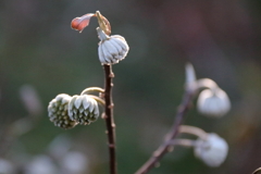 目覚めはまだ先2