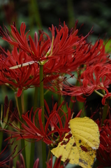 散りゆく・・・・