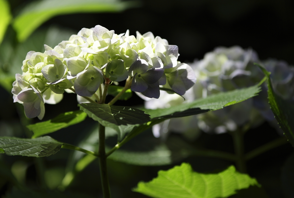 紫陽花百景12
