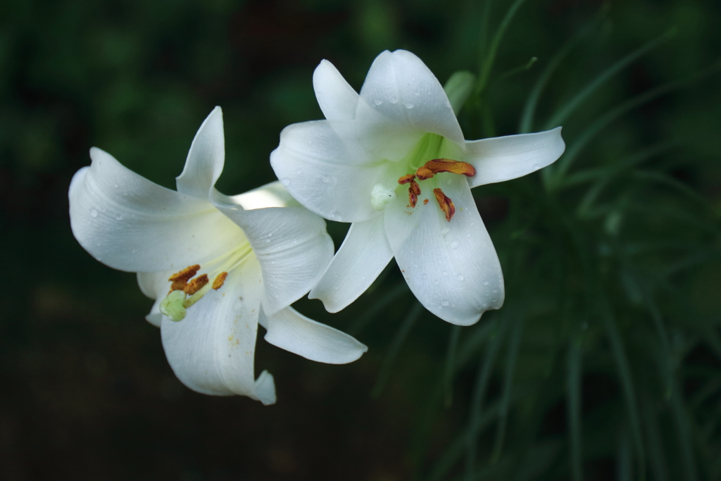 タカサゴユリ４