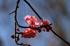 紅梅３