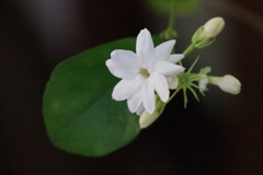 花散歩ジャスミン