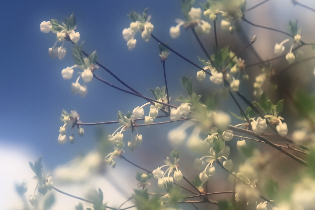 夢へのいざない