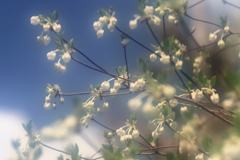 夢へのいざない