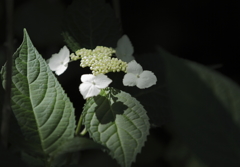 紫陽花百景6
