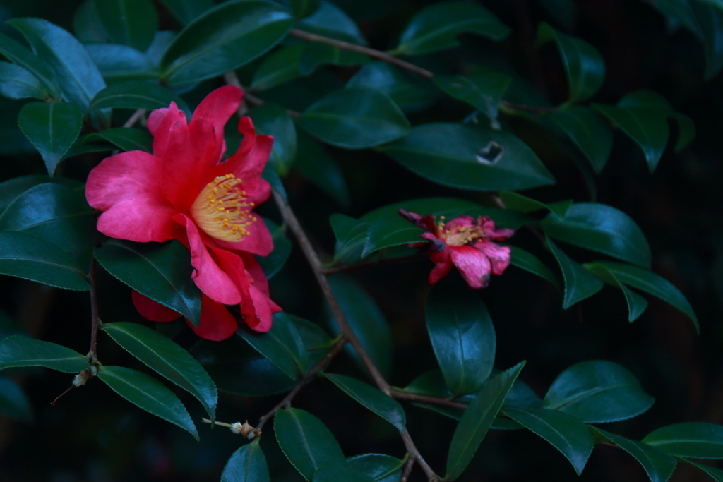 雨模様の山茶花