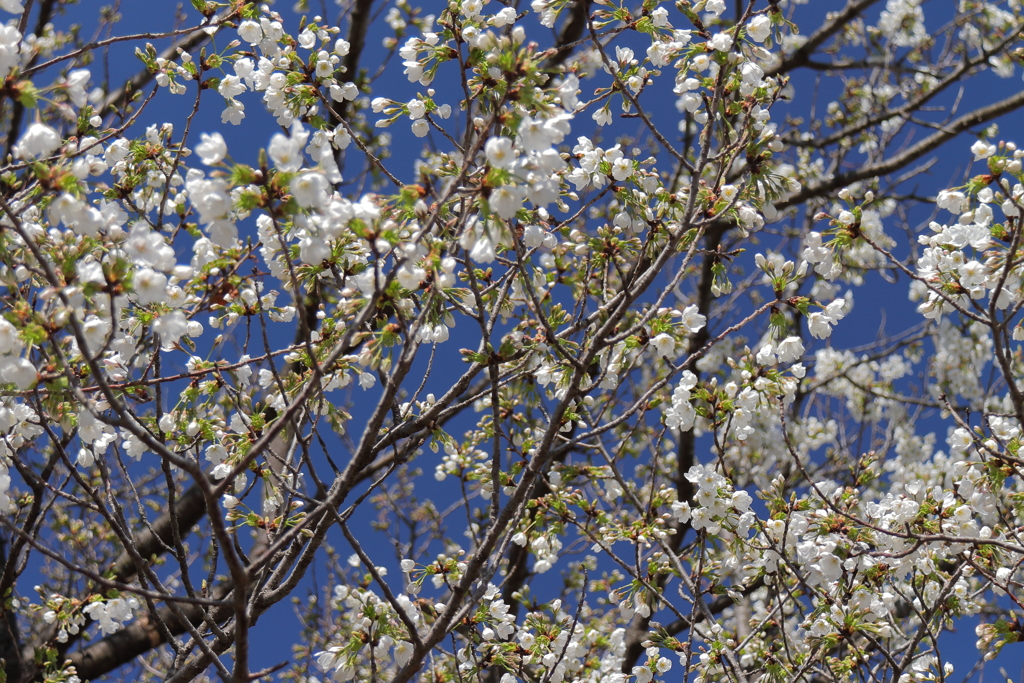 植物園から「おおしまざくら」４