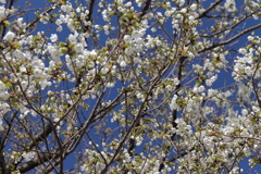 植物園から「おおしまざくら」４