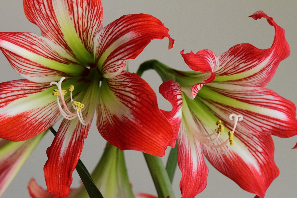 我が家のアマリリス３