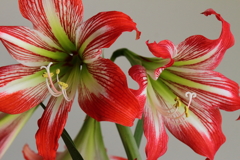 我が家のアマリリス３