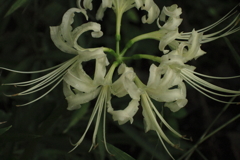 彼岸花咲き始める２