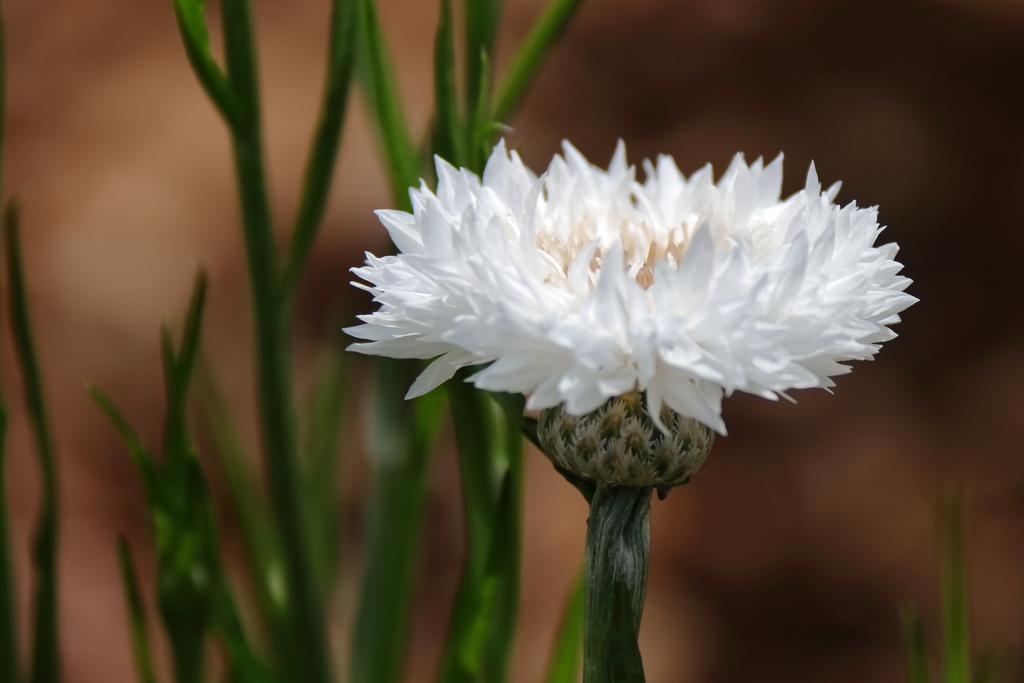 公園花壇矢車草１