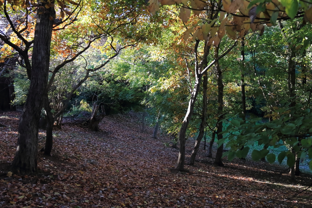 晩秋の里山１