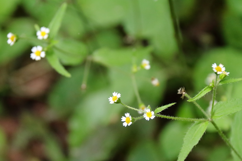 里山の植物ハキダメギク
