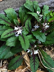 名前が分からず