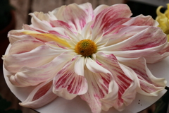 菊花展にて３