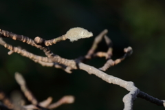 花散歩春待ちイデコブシ２