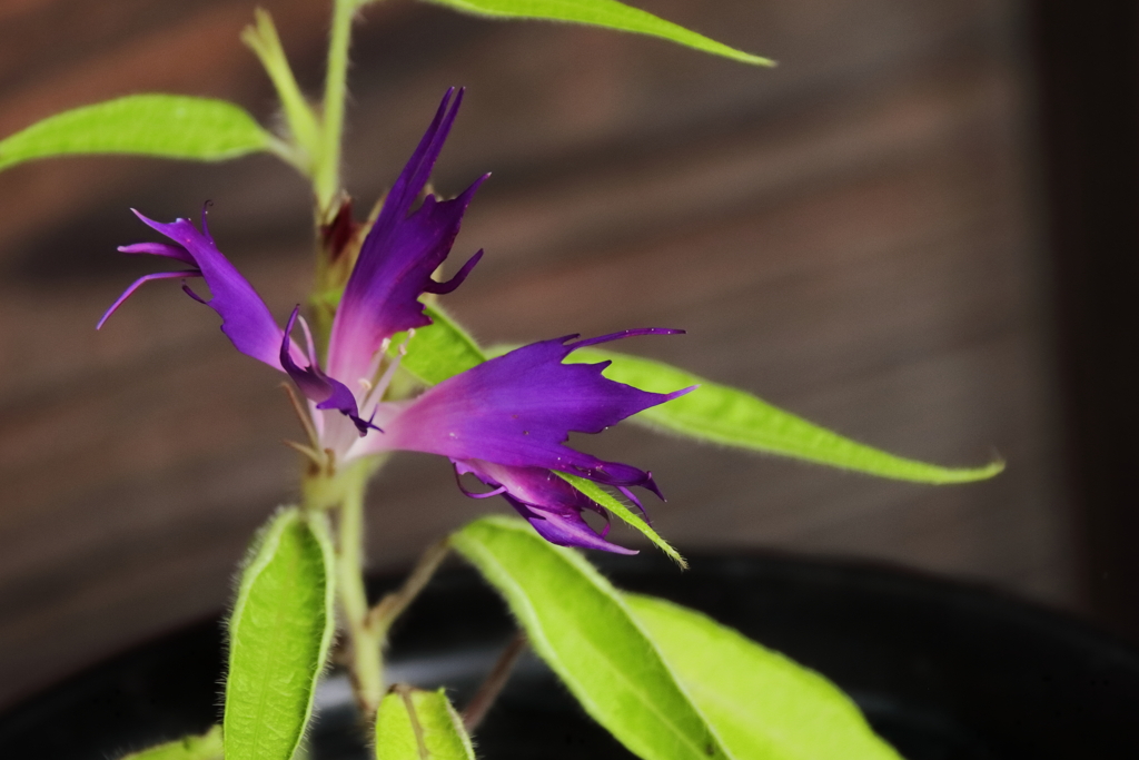 変化あさがお５