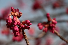 少し開いた寒緋桜２