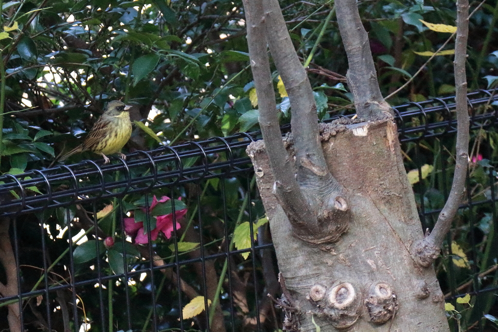 アオジとの遭遇５