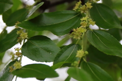 ナツメ咲く頃１