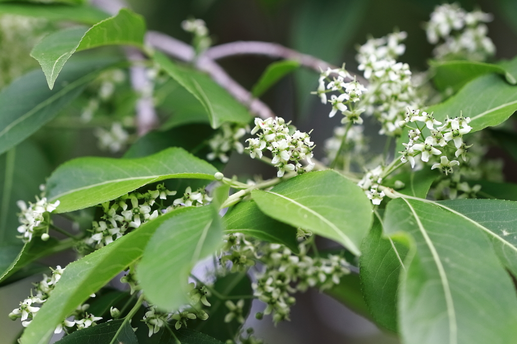 里山散歩マユミ２